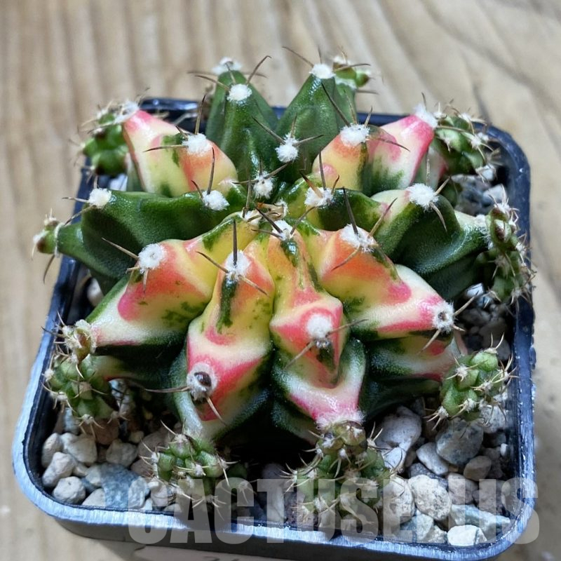 SH24452 Gymnocalycium mihanovichii ‘Multicolor’