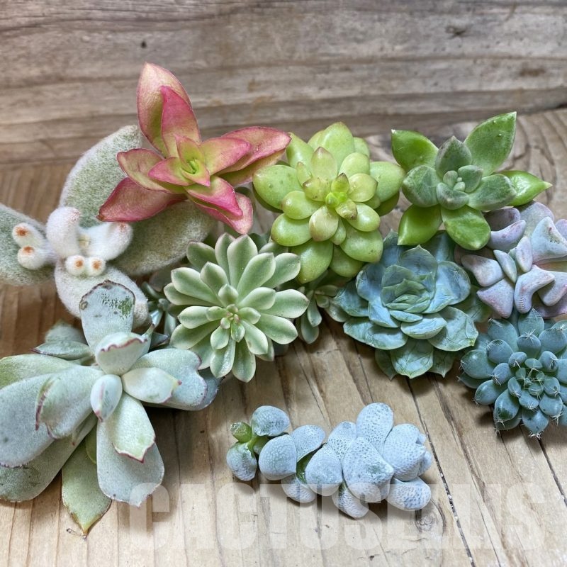 SH24489 Succulents mix, cuted