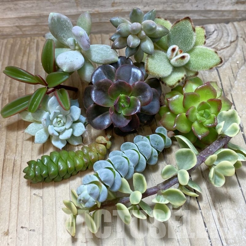 SH24490 Succulents mix, cuted