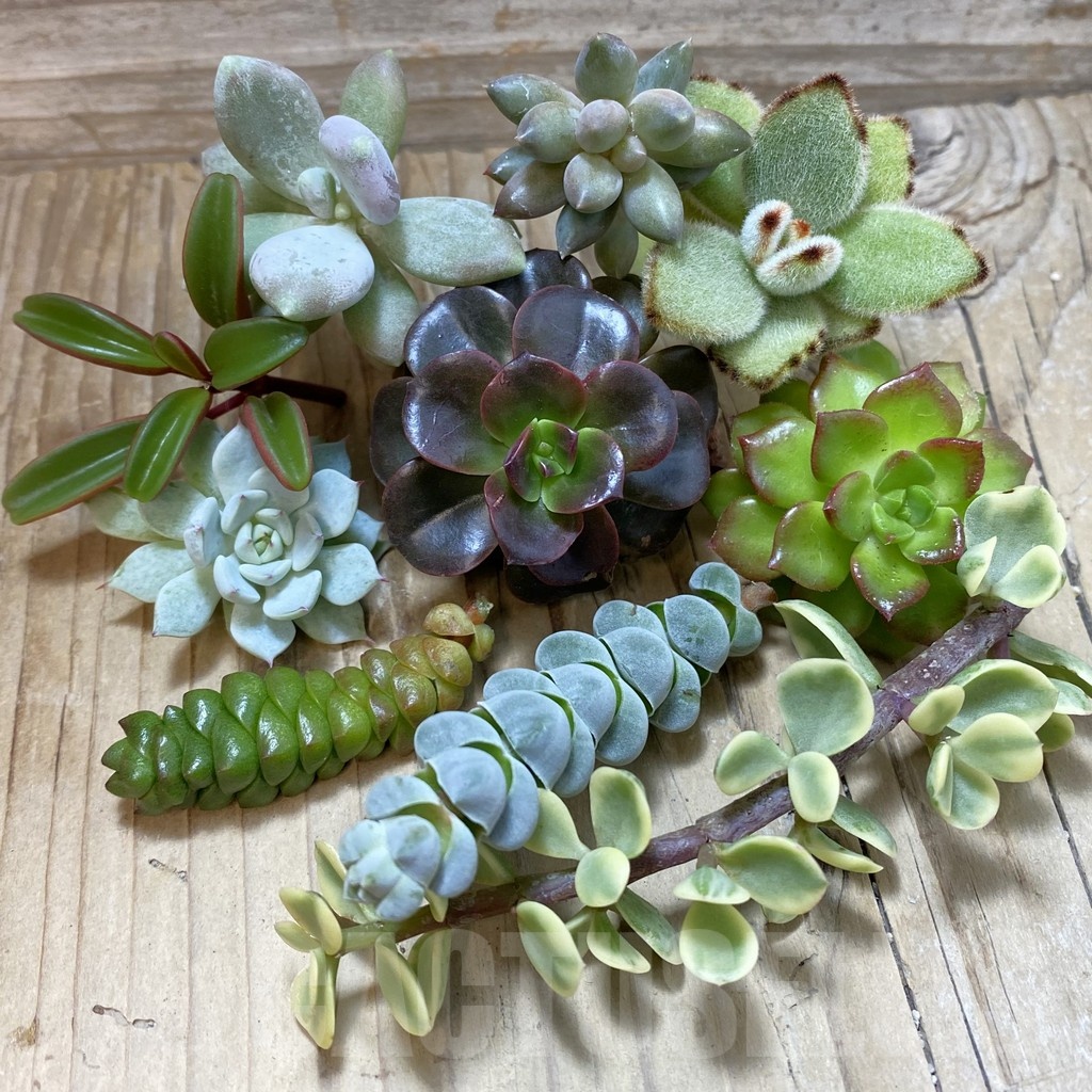 SH24490 Succulents mix, cuted