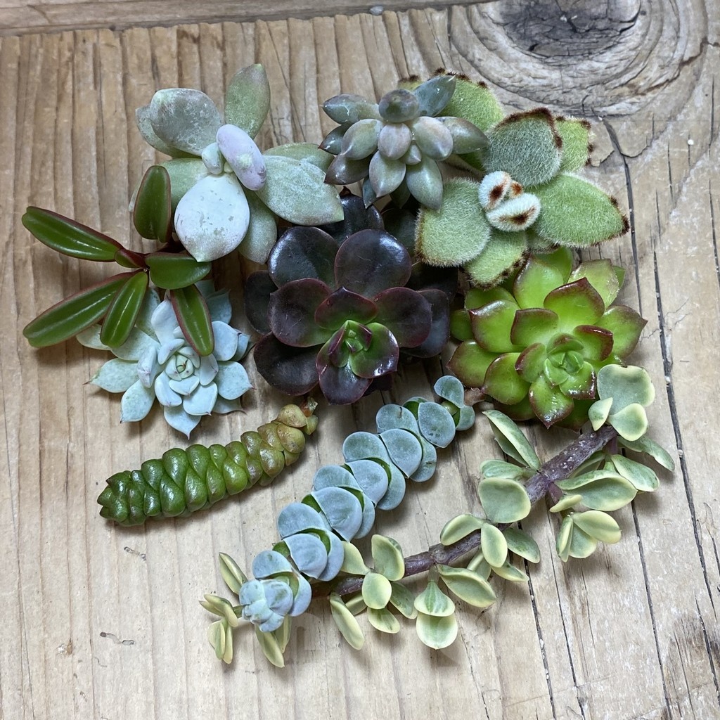 SH24490 Succulents mix, cuted - Image 2