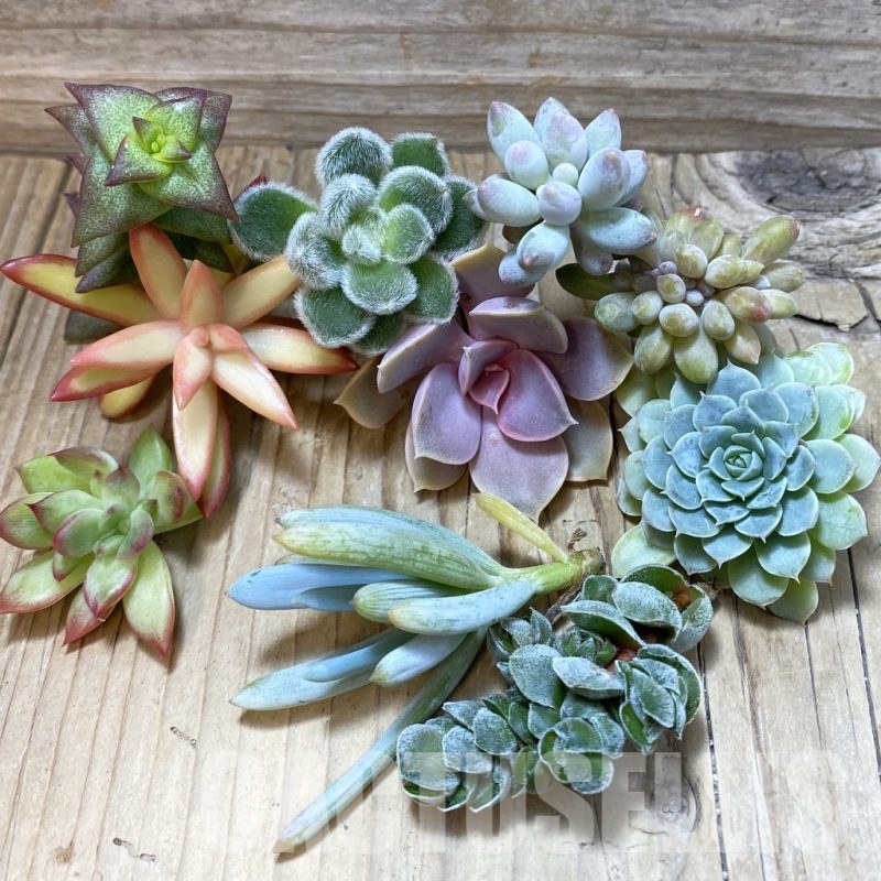 SH24491 Succulents mix, cuted