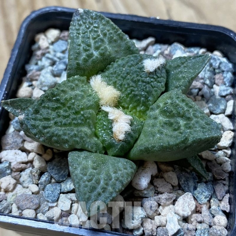 SH24393 Ariocarpus fissuratus ‘Godzilla’ hybrid, seedling, own roots