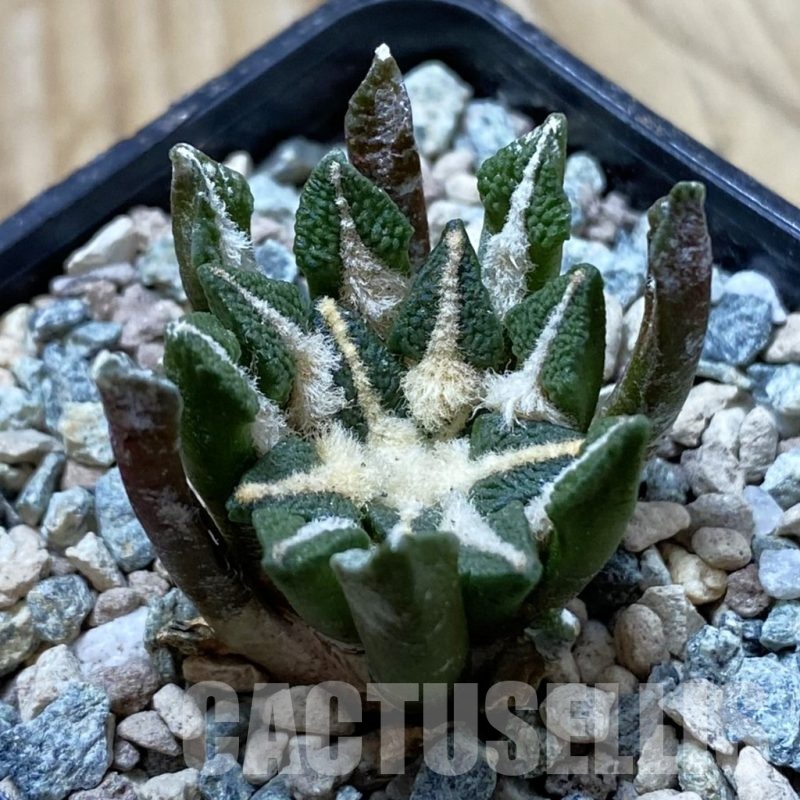 SH24394 Ariocarpus kotschoubeyanus hybrid, own roots