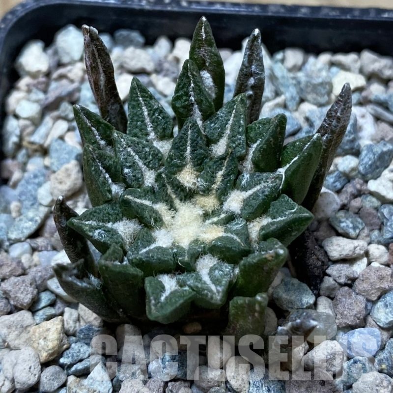 SH24395 Ariocarpus kotschoubeyanus hybrid, own roots
