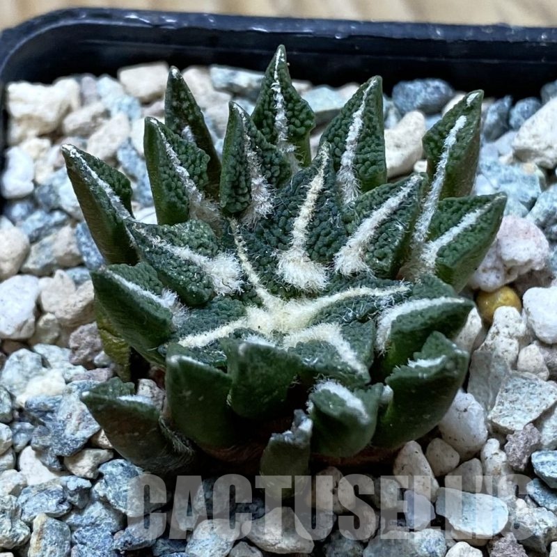 SH24396 Ariocarpus kotschoubeyanus hybrid, own roots