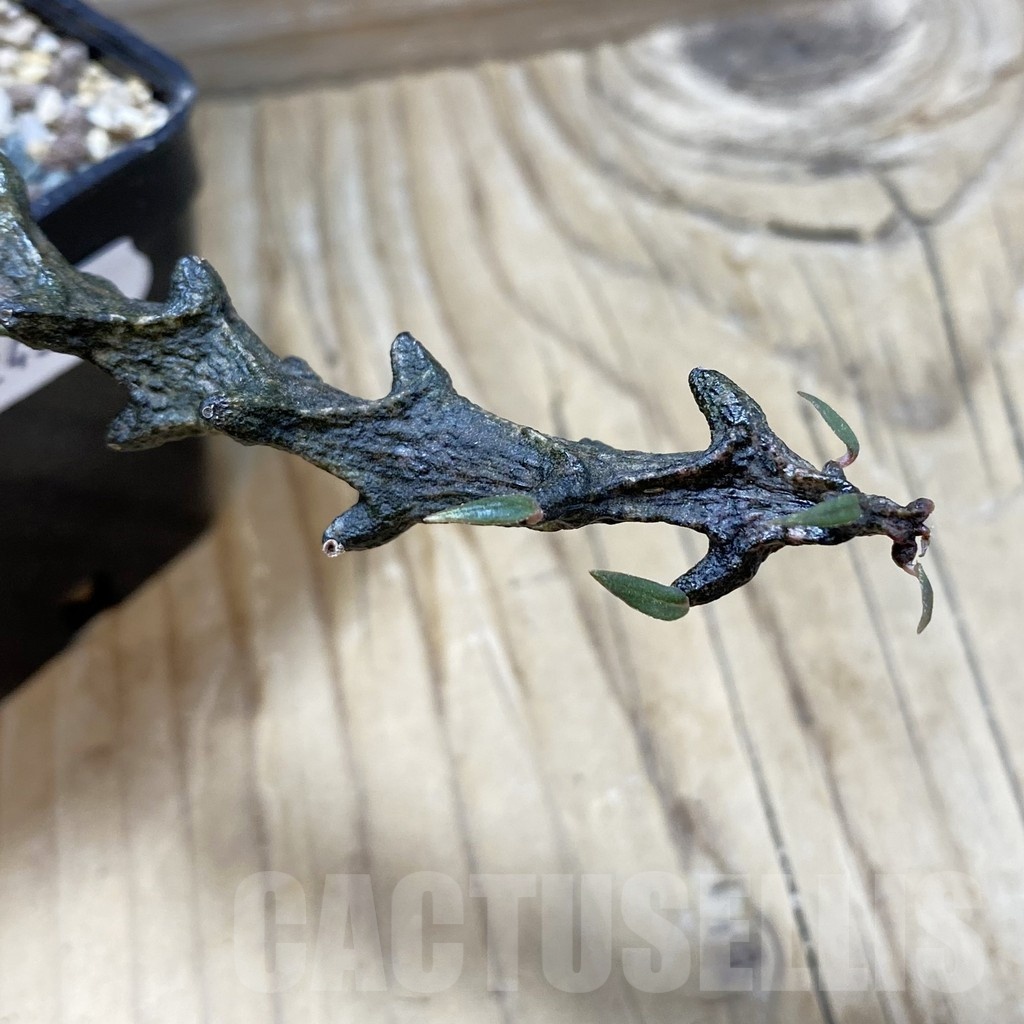 SH24397 Ceropegia bosseri