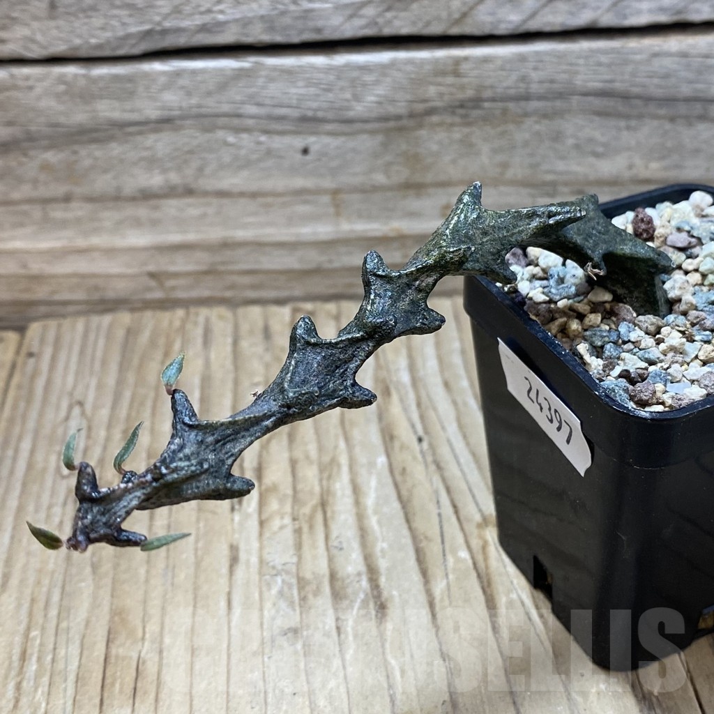 SH24397 Ceropegia bosseri - immagine 2