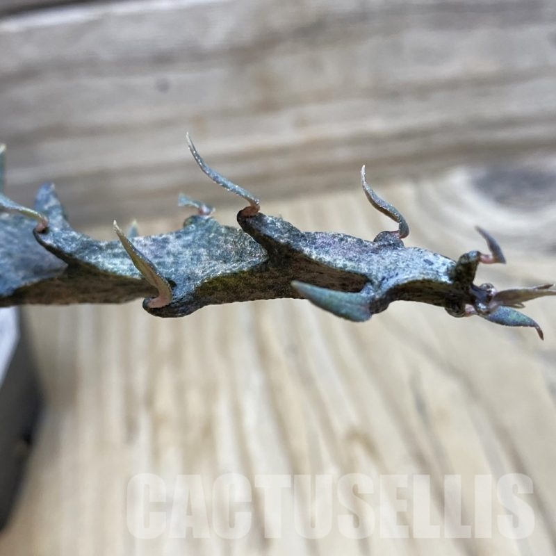 SH24398 Ceropegia bosseri