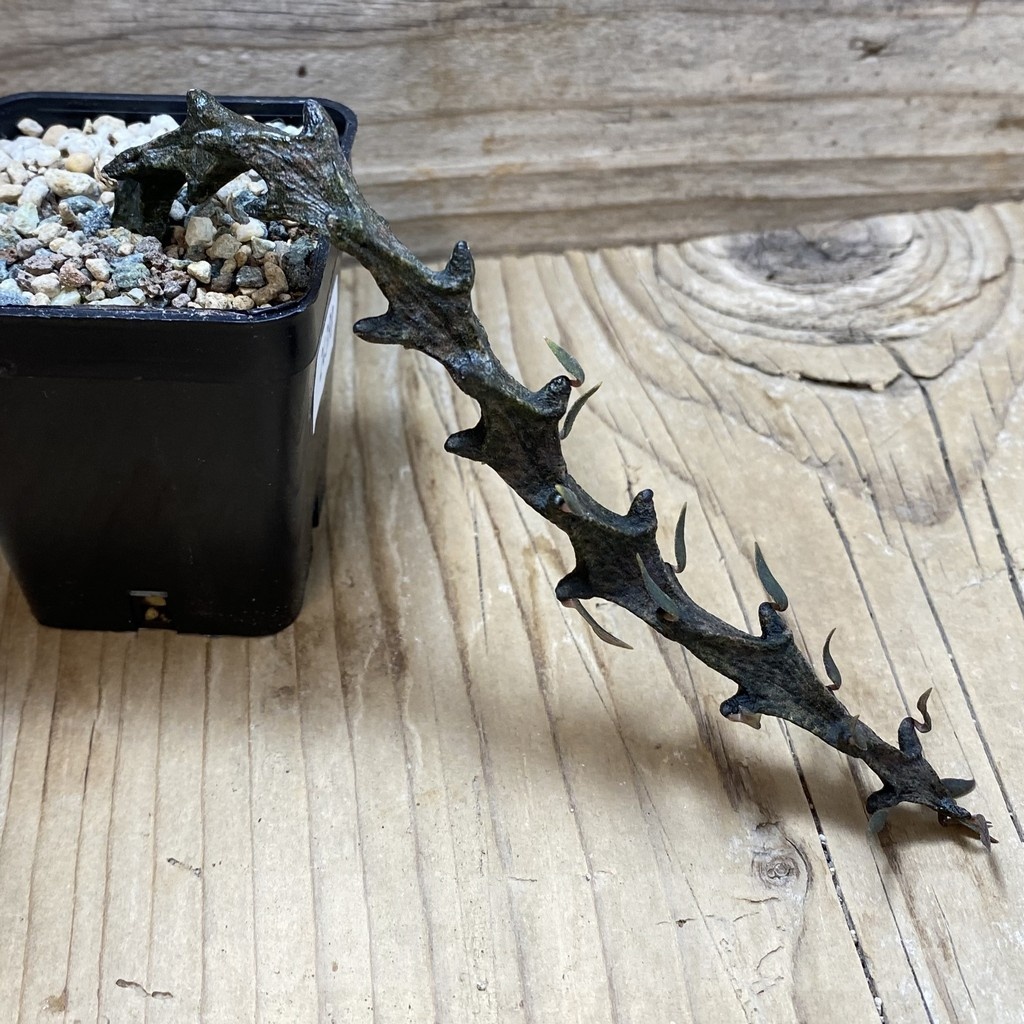 SH24398 Ceropegia bosseri - Obrázek 3