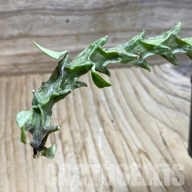 SH24399 Ceropegia simoneae ‘Green Form’