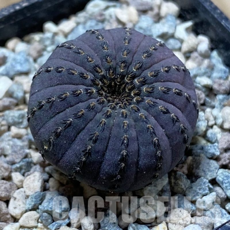 SH24400 Frailea asterioides
