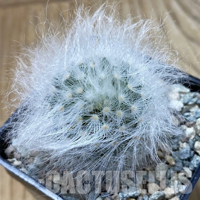 SH24401 Mammillaria guelzowiana LAU 640