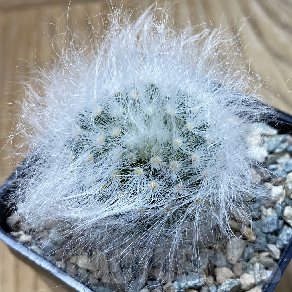SH24401 Mammillaria guelzowiana LAU 640