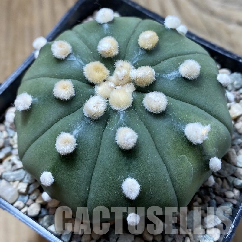 SH24387 Astrophytum asterias ‘Pink’