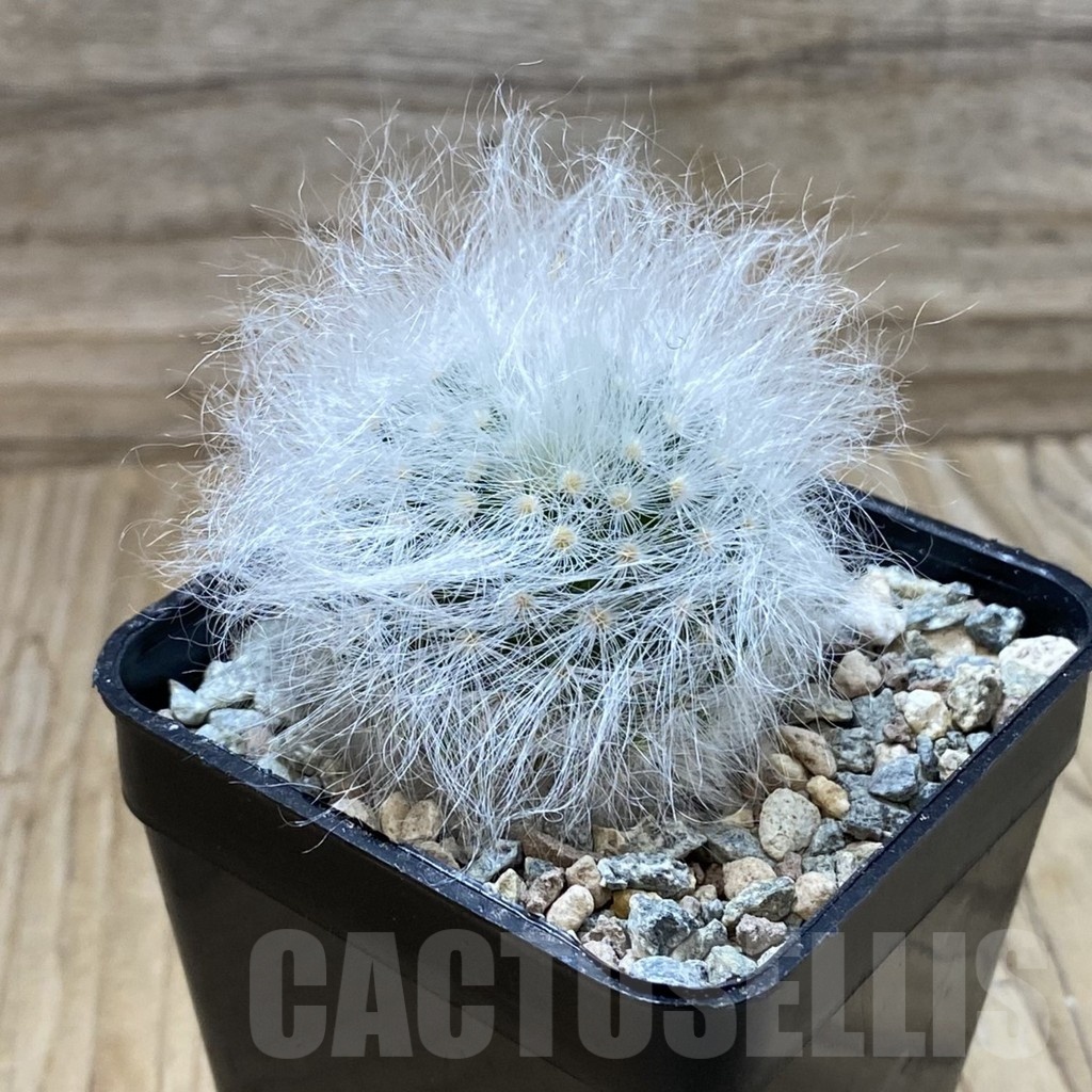 SH24401 Mammillaria guelzowiana LAU 640 - Image 2