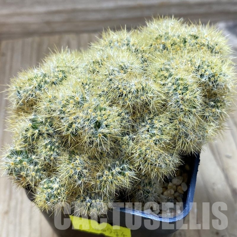SH24402 Mammillaria prolifera f. cristata
