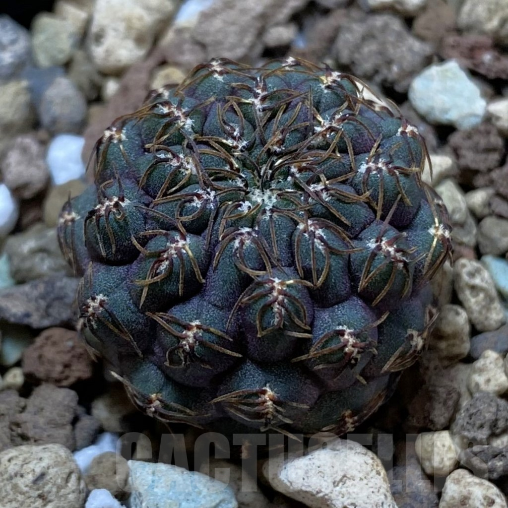 SH24403 Sulcorebutia callichroma HS 078