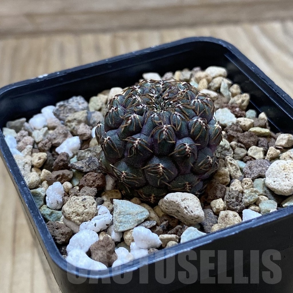 SH24403 Sulcorebutia callichroma HS 078 - Image 2