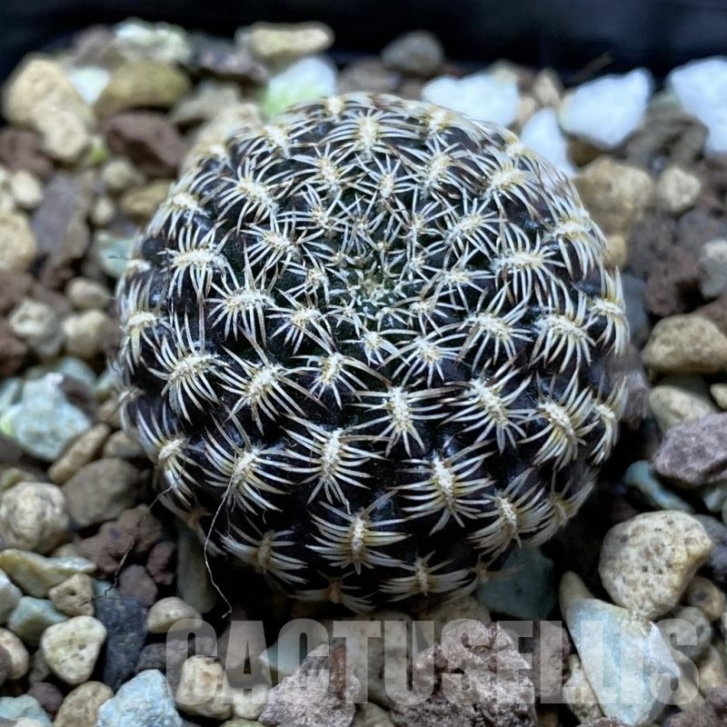 SH24404 Sulcorebutia augustinii LH 1721