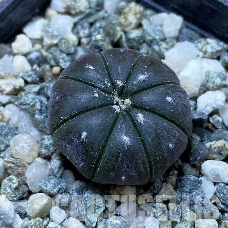 SH24405 Astrophytum asterias ‘Purple Skin’