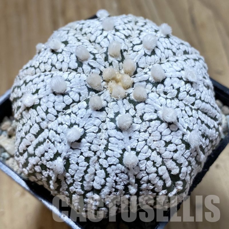 SH24406 Astrophytum asterias ‘Super Kabuto’ ‘Star Shape’ hybrid