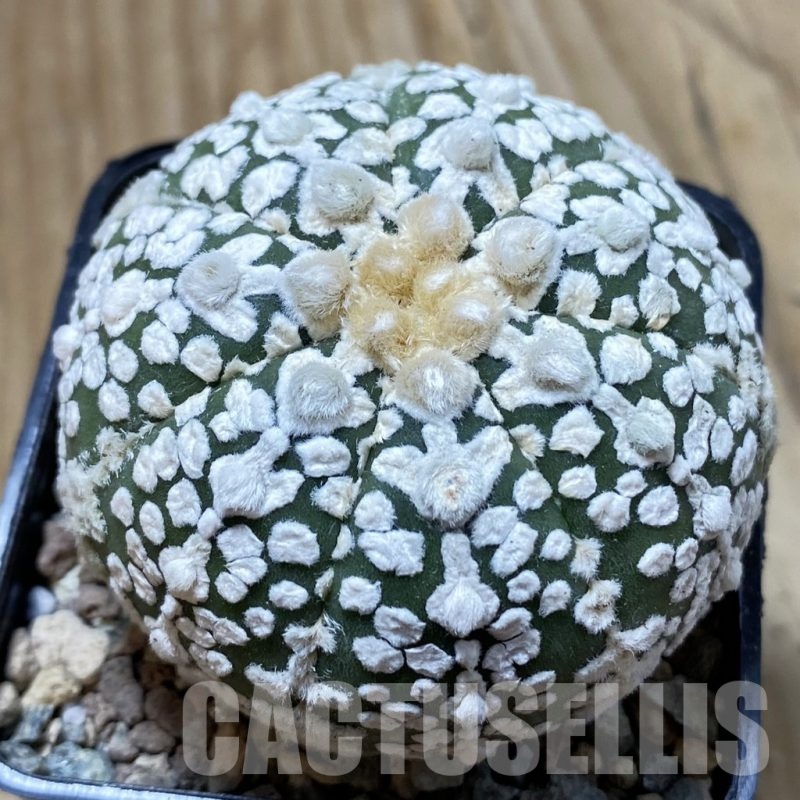 SH24407 Astrophytum asterias ‘Super Kabuto’ V-type