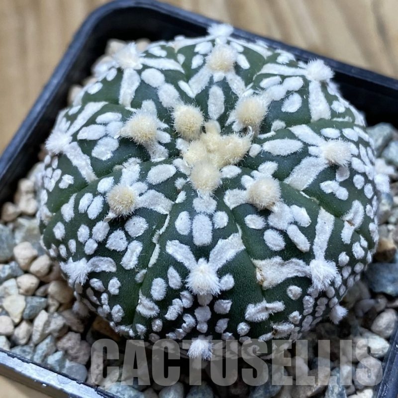 SH24408 Astrophytum asterias ‘Super Kabuto’ V-type