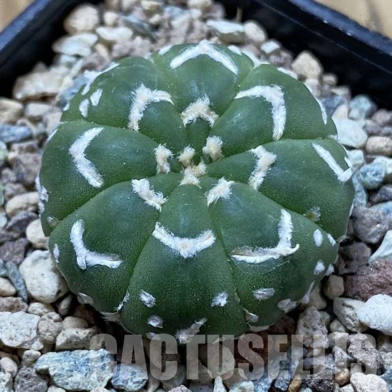SH24409 Astrophytum asterias ‘Super Kabuto’ V-type f. nudum