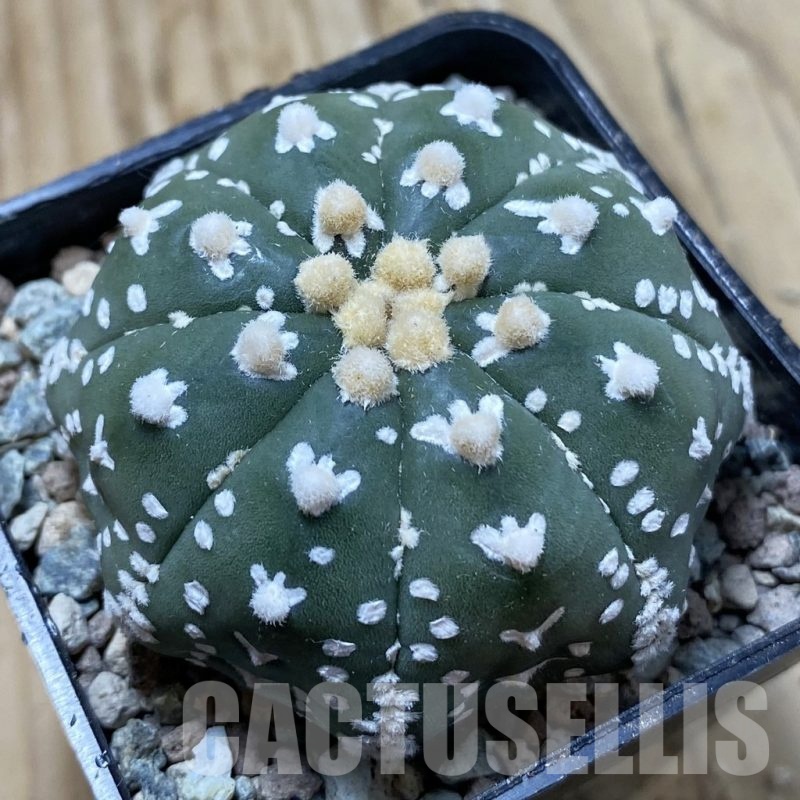 SH24410 Astrophytum asterias ‘Super Kabuto’ V-type f. nudum