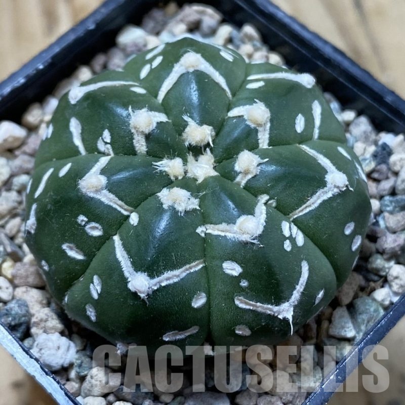 SH24411 Astrophytum asterias ‘Super Kabuto’ V-type f. nudum