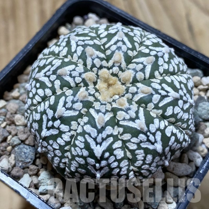 SH24413 Astrophytum asterias ‘Super Kabuto’ V-type