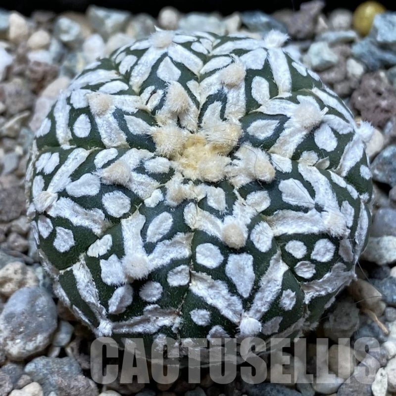 SH24414 Astrophytum asterias ‘Super Kabuto’ V-type