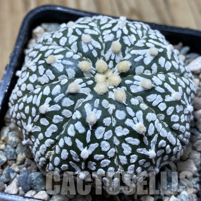 SH24415 Astrophytum asterias ‘Super Kabuto’ V-type