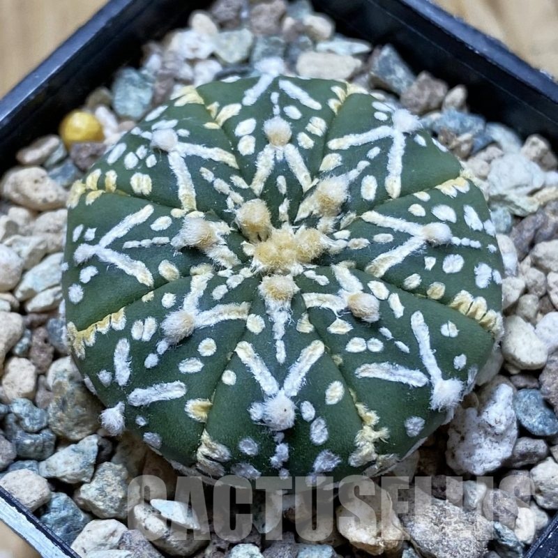 SH24416 Astrophytum asterias ‘Super Kabuto’ V-type