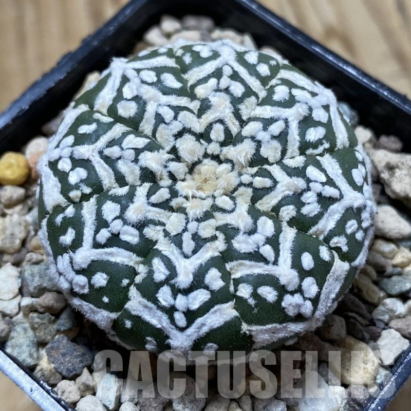 SH24417 Astrophytum asterias ‘Super Kabuto’ V-type