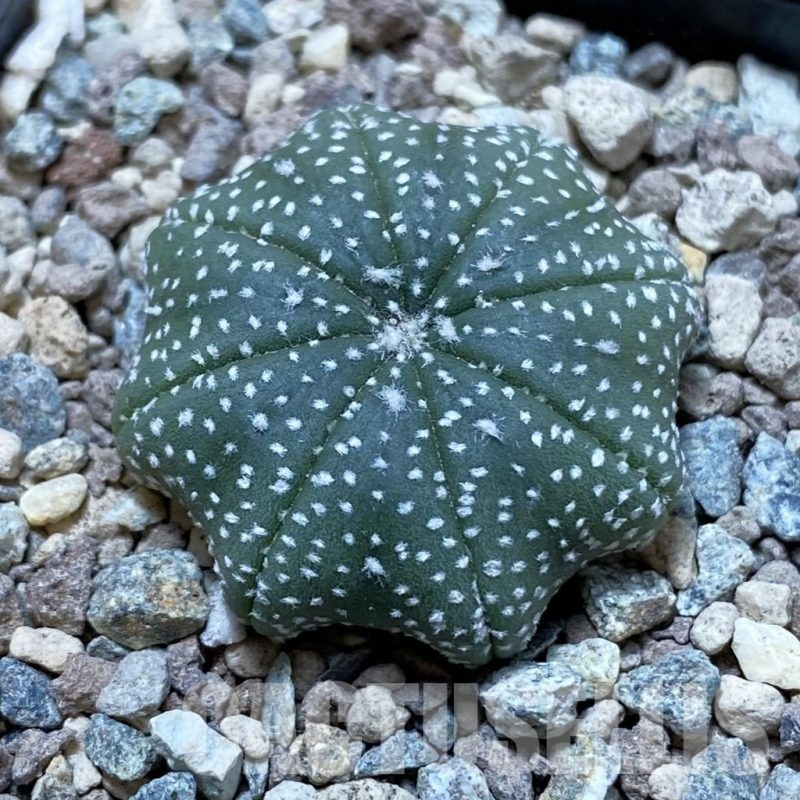 SH24418 Astrophytum asterias ‘Star Shape’