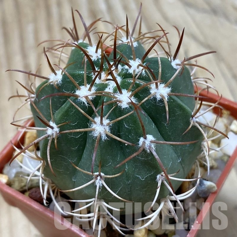 SH24526 Melocactus matanzanus