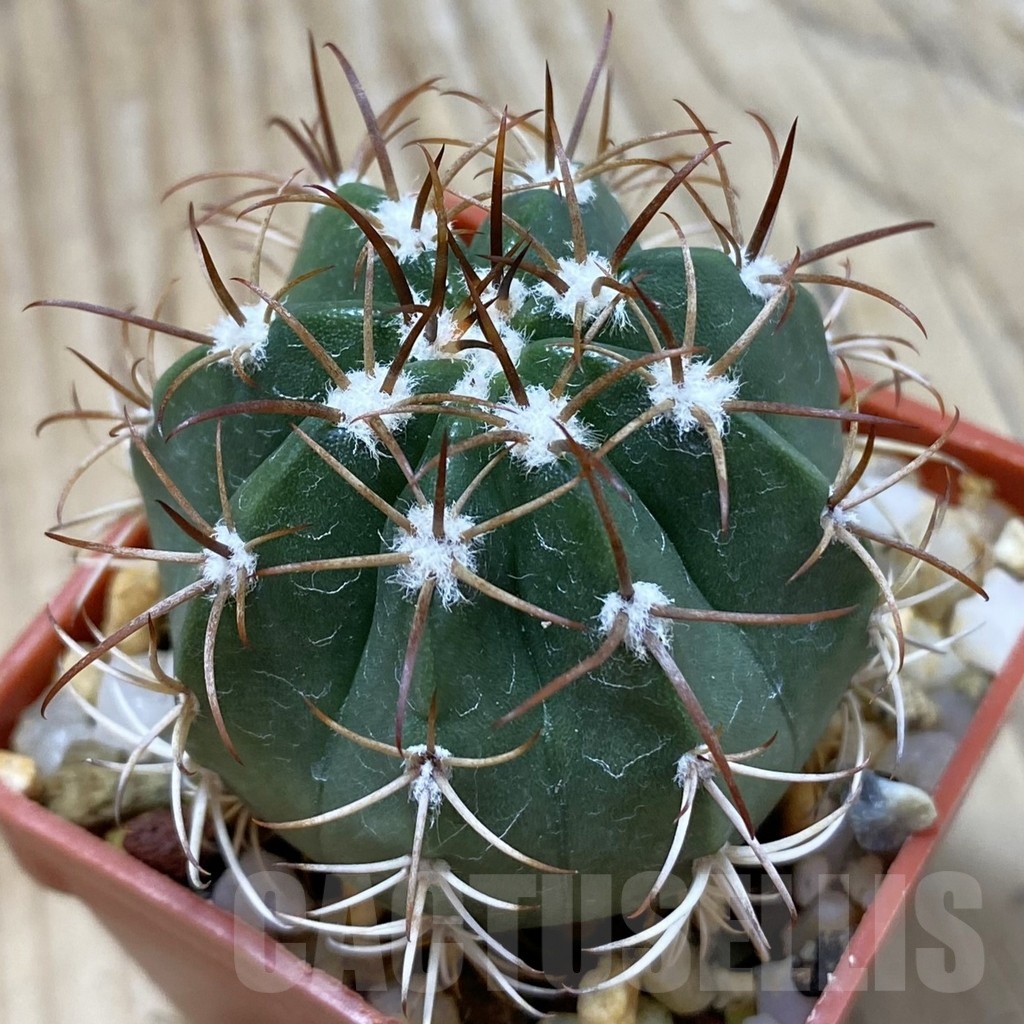 SH24526 Melocactus matanzanus