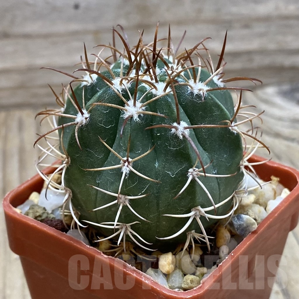 SH24526 Melocactus matanzanus - 画像 (2)