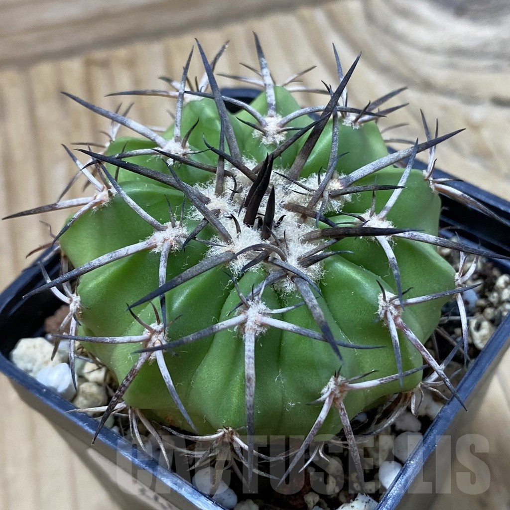 SH24527 Discocactus alteolens MH 587, own roots