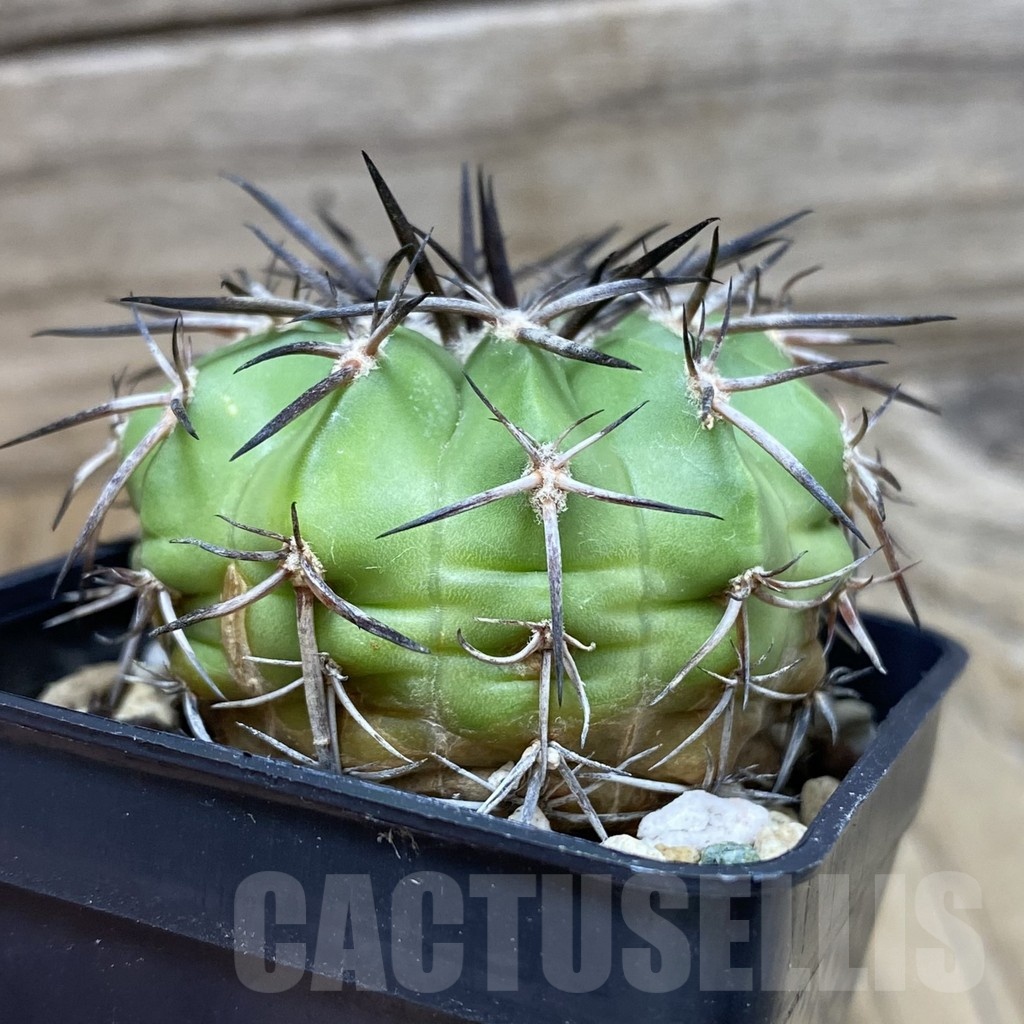 SH24527 Discocactus alteolens MH 587, own roots – Image 2