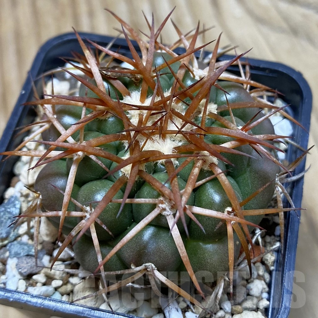 SH24528 Discocactus cangaensis MH886, own roots