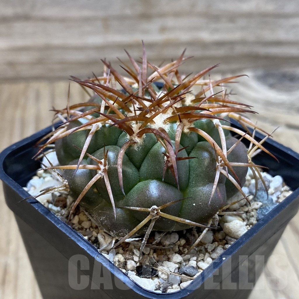 SH24528 Discocactus cangaensis MH886, own roots - Imagen 2