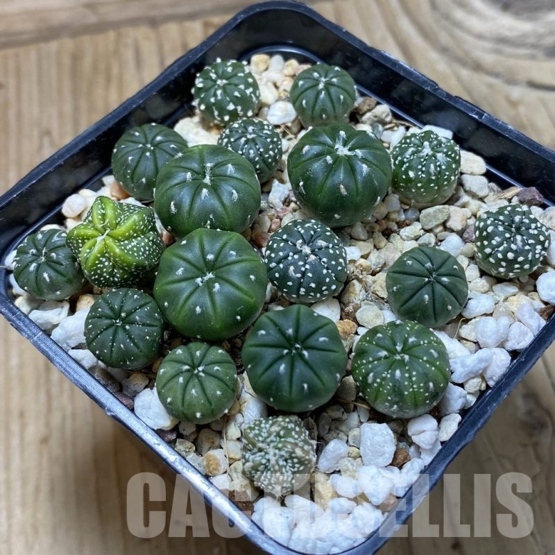 SH24496 Astrophytum asterias mix