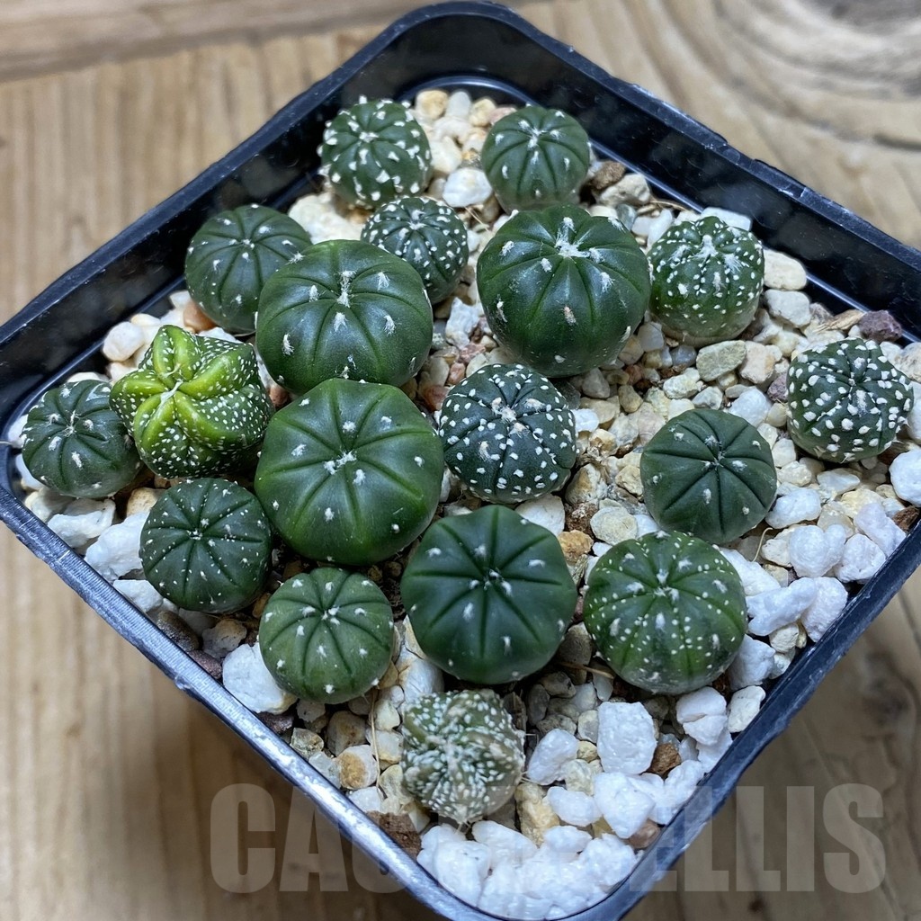 SH24496 Astrophytum asterias mix