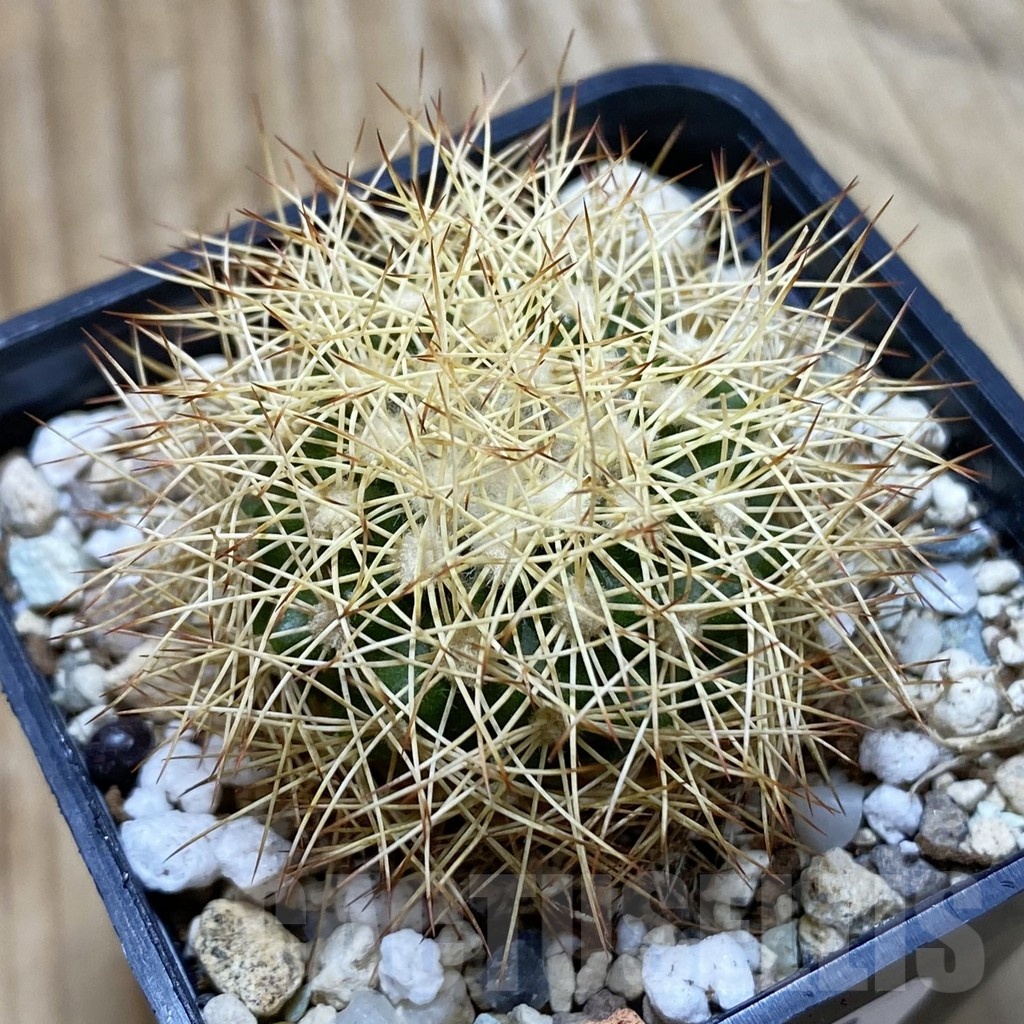 SH24529 Discocactus horstiorum MH 738, own roots