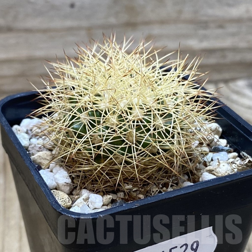 SH24529 Discocactus horstiorum MH 738, own roots - Imagen 2