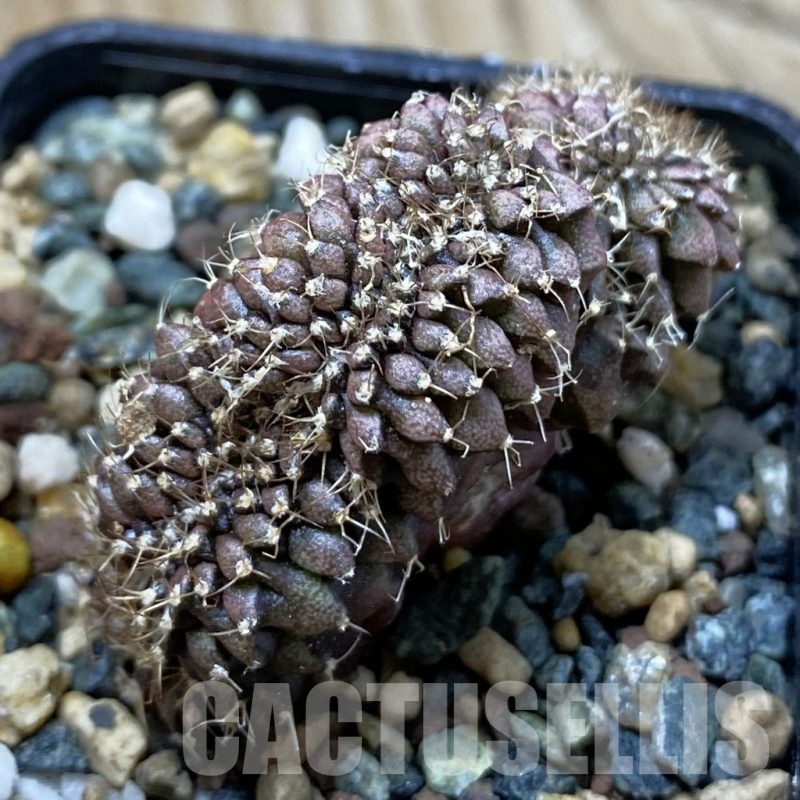 SH24531 Gymnocalycium mihanovichii variegata f. cristata