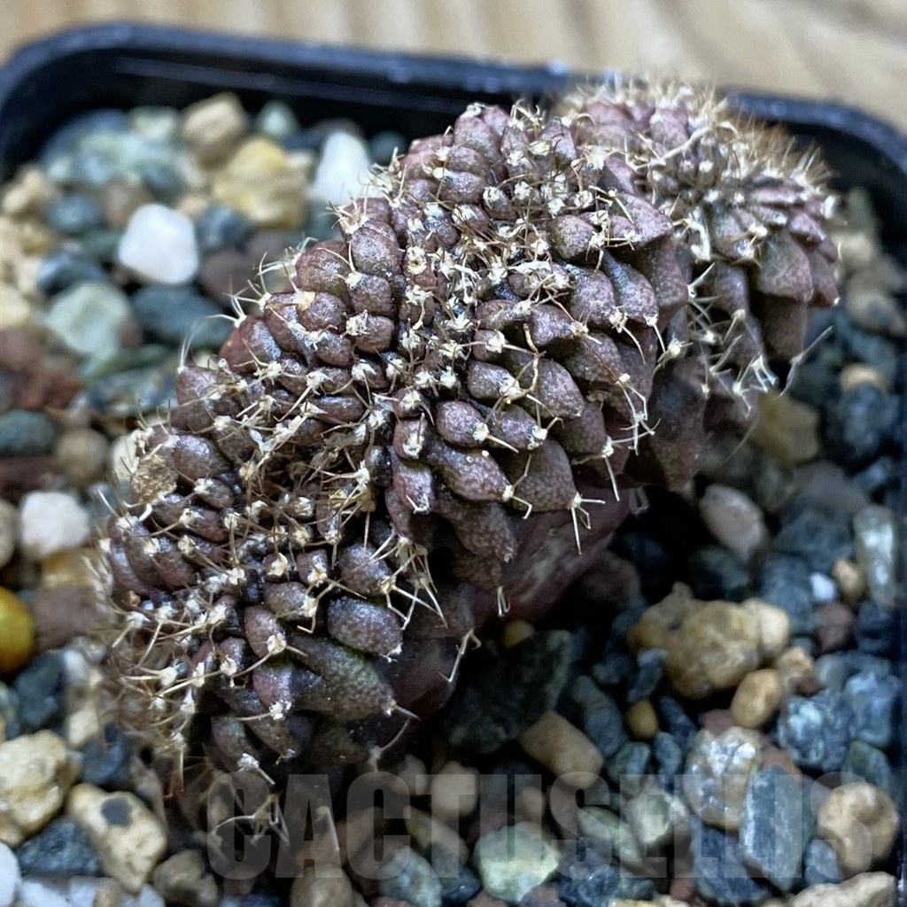 SH24531 Gymnocalycium mihanovichii variegata f. cristata
